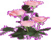 SPARKLING PINK ROSES..
