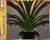 I~Steele Plume Plant