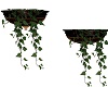 {KAS} Wall Plants