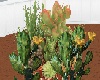 TF* 3D Cactus garden