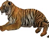 the tigers lier tiger