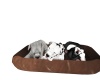 {LS} 3 pups in basket