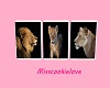 cadre 3photos lion