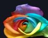 Rainbow Rose Sticker