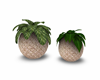Planters Outono