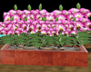 flower plants box