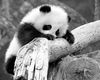 baby panda 1