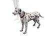 [M] Dalmatian Dog