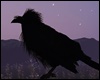 *Y* Crow