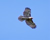 [PC]Animals-Hawk