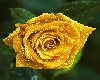 Regina Rose Yellow