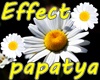 Papatya Effect