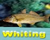 Ocean Fish *Whiting