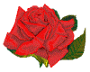 Red Beautiful Rose