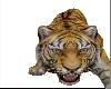 (v) Animated Tiger