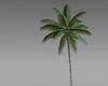 [Z]Palm Tree