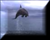 Dolphins #5