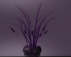 CCP Lavender Lovey Plant