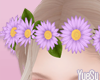 Daisy Crown Lilac