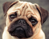 Pug + Actions