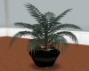 Candis Gold comfy plant2