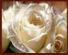 pic white rose