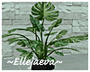 Modern Monstera Plant