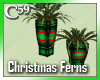 Christmas Ferns Plants
