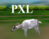 [PXL]Animated Goat