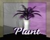 Salon Plant