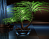 Serenity Plant 2