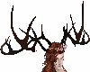 Antlers