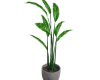 E Plant