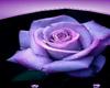 Purple Rose Reflections