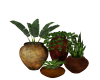 Potted Plants Group