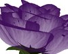Flower Purple Mys