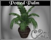 CN C2u Palm Tree Two
