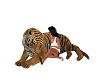 cuddle tiger