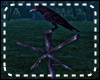 *Y* Crow