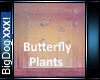 [BD]ButterflyPlants