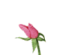 Sticker rose animated