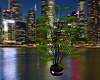 Shadow Mist Plant