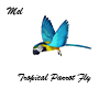 Tropical Parrot Fly