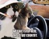 Bat Country Cat Humor