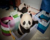 panda club house 24-krat