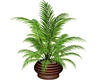 Palm in Pot
