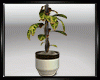 Plant Croton