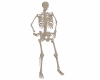 Skeleton Avatar M or F