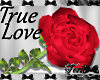 Red "True Love" Rose
