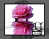 AJ Pink Rose Reflection